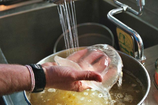 Jelly fish collected in sieve of Tucker midwater plankton trawl. Picture