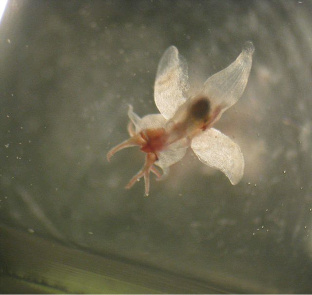 Through the microscope - sea butterfly Picture
