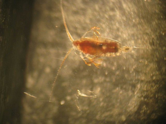 Through the microscope - a copepod Picture