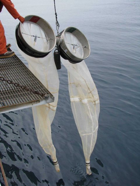 Deploying bongo nets Picture