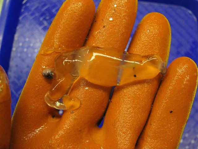 A gelatinous salp. Picture