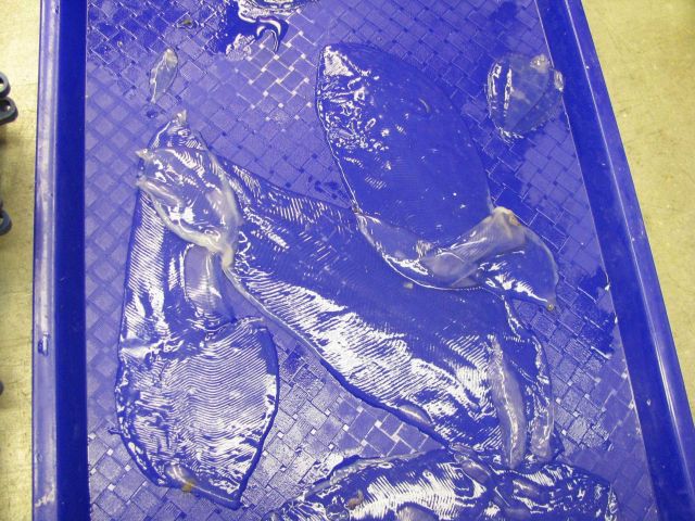 Salps. Picture