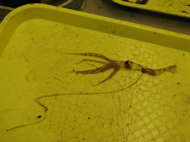 A small squid collected in a plankton tow. Picture