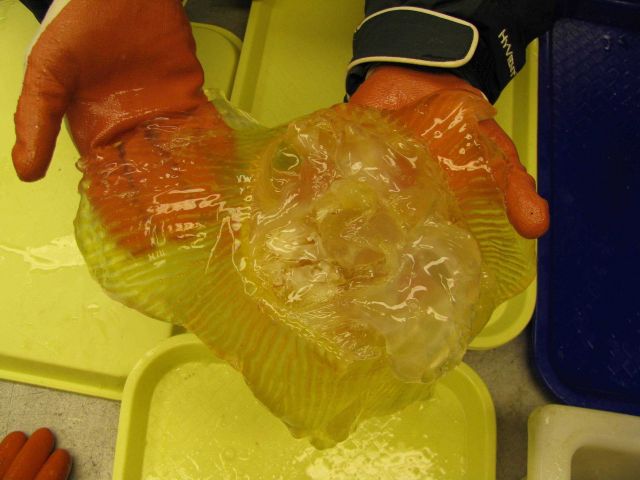 A jelly. Picture