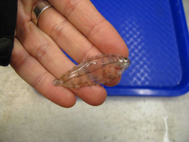 A juvenile mid-water fish. Picture