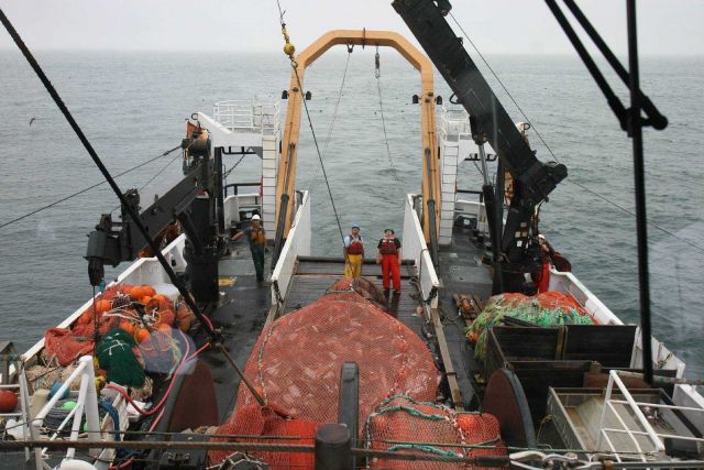 A huge catch of large squid. Picture