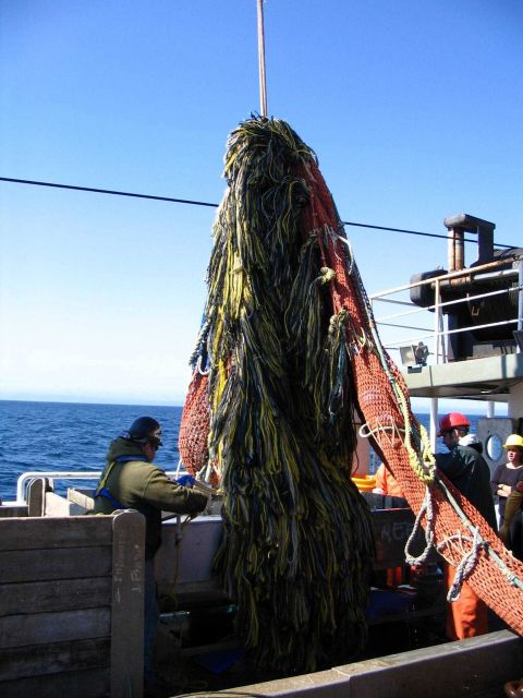 Preparing to drop the catch into sorting bins. Picture