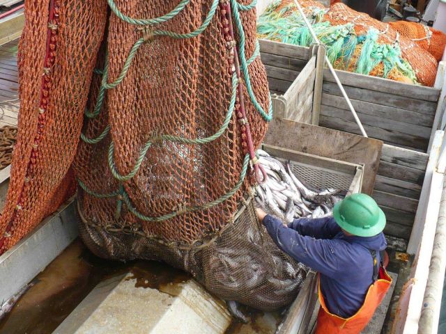 Fisheries Collection Picture