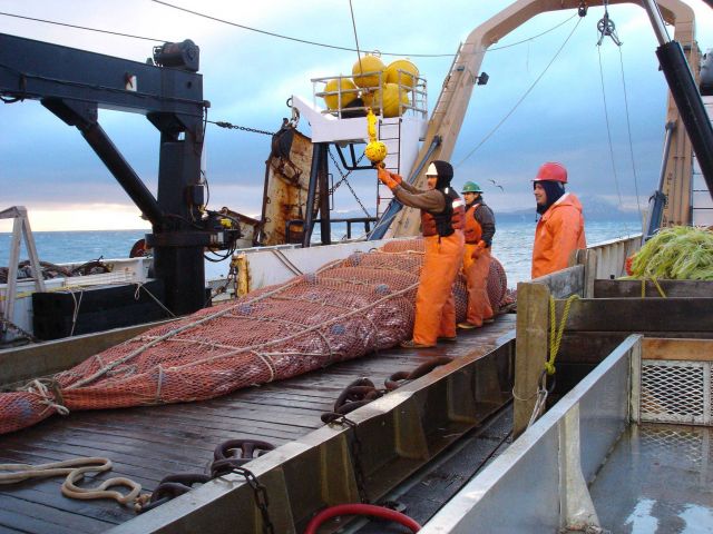 A full cod end of the trawl net. Picture