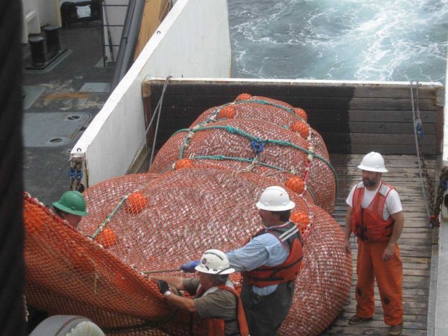 A full cod end of the trawl on deck. Picture