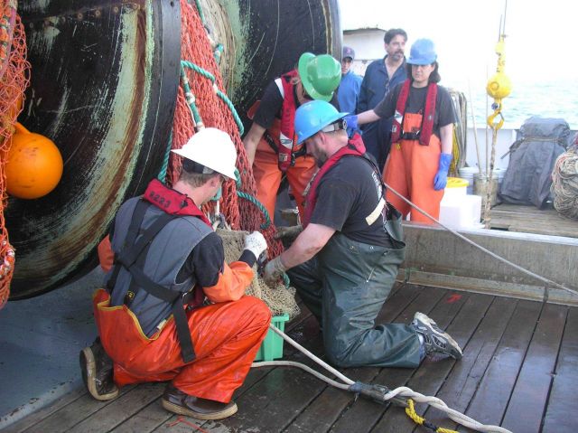 Emptying a very small trawl - called a 