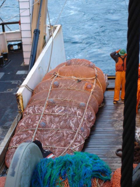 A full dod end coming aboard during trawling operations. Picture