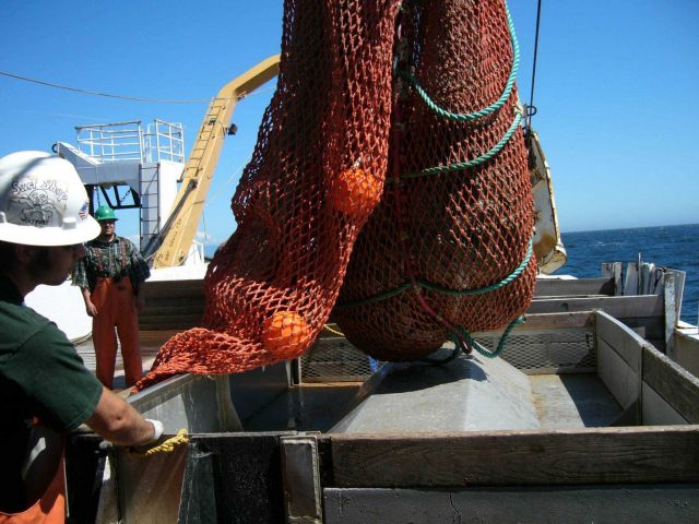 Preparing to empty the cod end of the trawl into a sorting bin. Picture