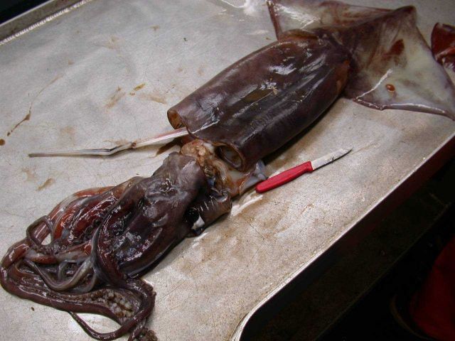 Dissecting a large squid Picture
