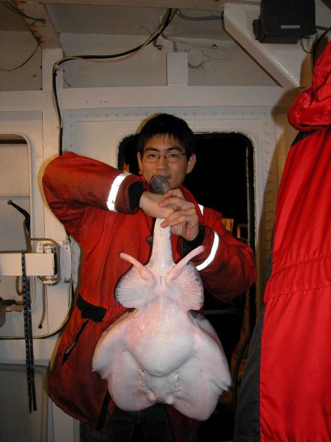 Torpedo ray. Picture