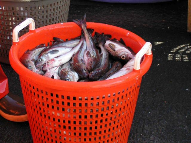 Pollock in sorting basket Picture
