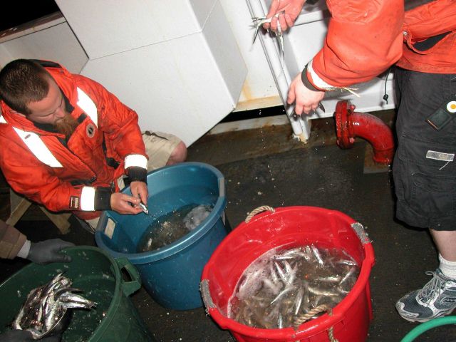 Anchovies Picture