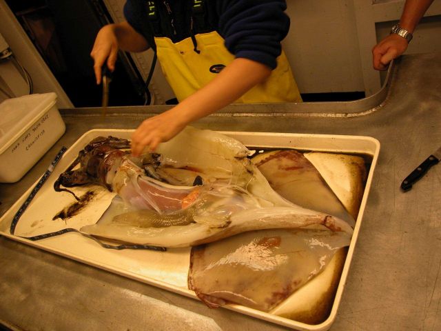 A member of the science party dissecting a large squid. Picture