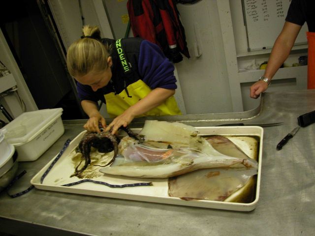 A member of the science party dissecting a large squid. Picture