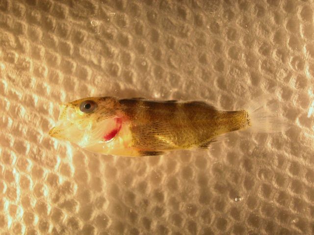 Fish Picture