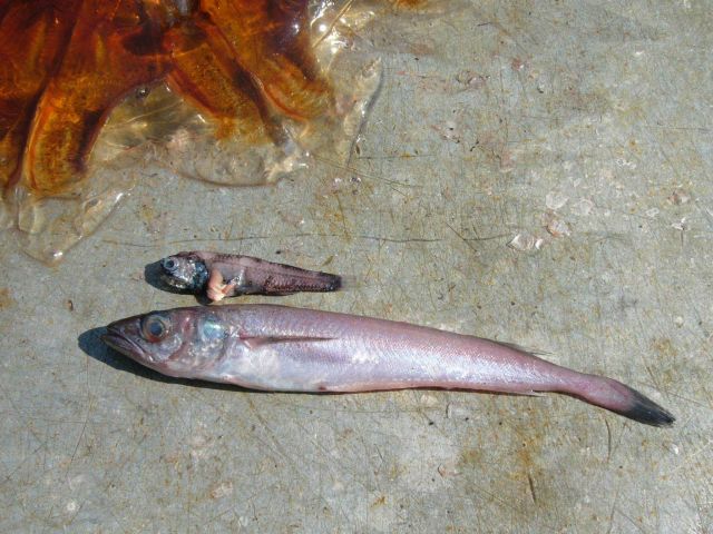 Hake and a mictophid with an isopod Picture