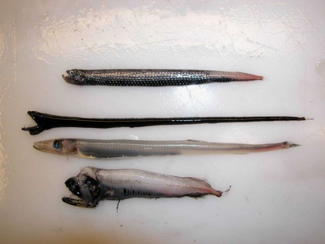 Mid-water fish that look like monsters but are actually quite small. Picture