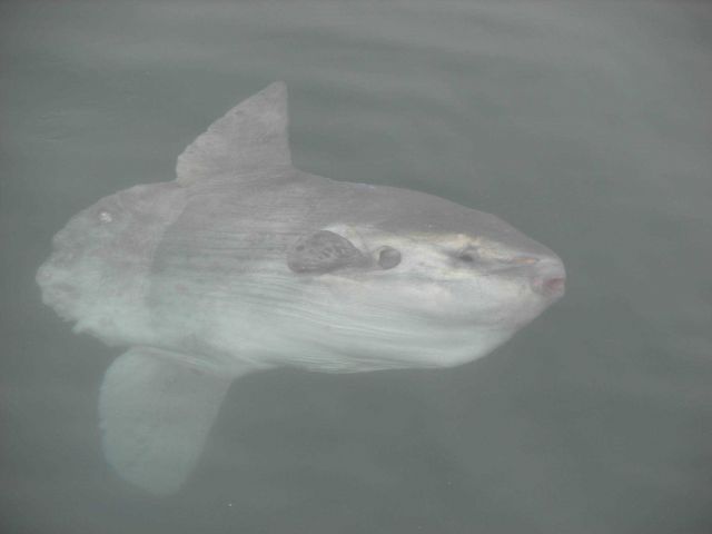 A sunfish seen just below the surface. Picture