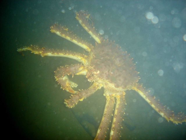 A king crab Picture