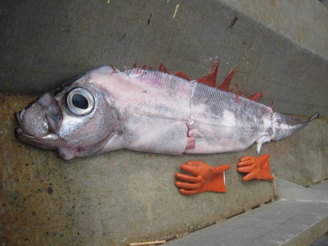 An oarfish. Picture