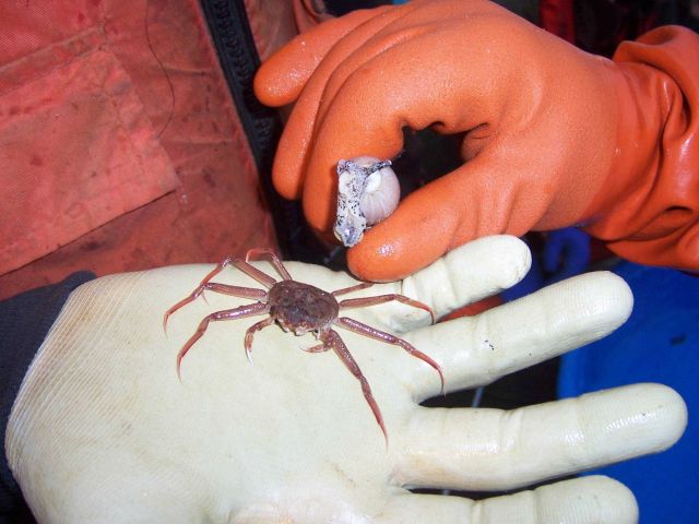 Small Tanner crab and pelagic snail. Picture