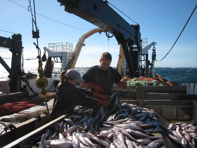 Hake Picture