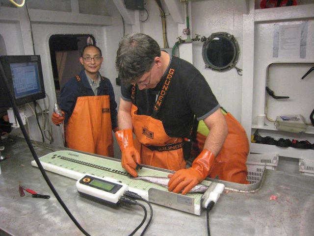 Measuring length of hake with electronic measuring board. Picture