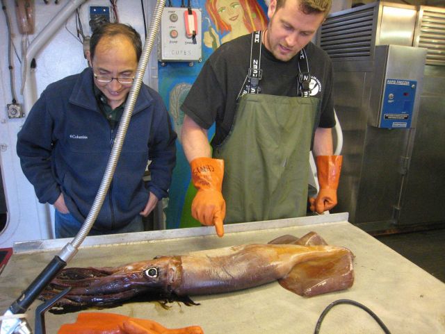 Now, this is a squid! Picture