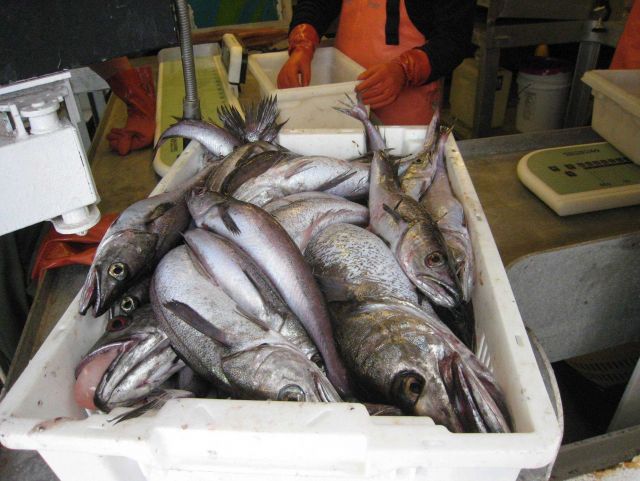Hake Picture