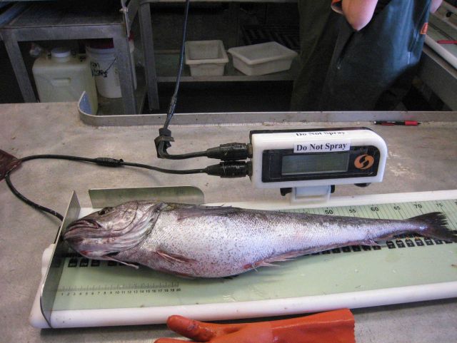 Hake Picture
