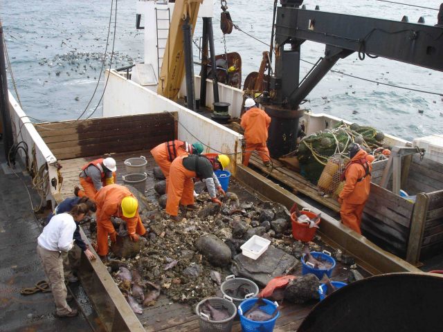 Picking over a bottom dredge haul Picture