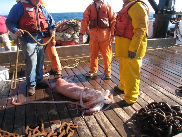 Now, that's really a squid! Picture