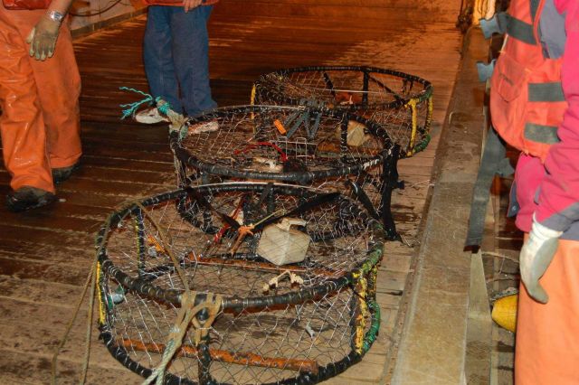 Ghost Dungeness crab pots pulled up in bottom trawl. Picture