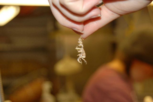 A skeleton shrimp (actually a type of amphipod) recovered in a trawl sample. Picture