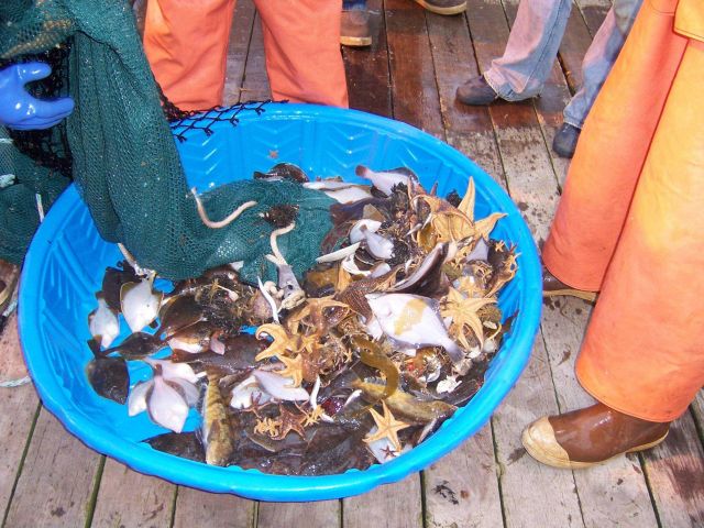 Rock sole, greenling, and starfish. Picture