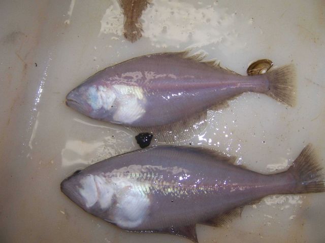 Arrowhead flounder ventral view Picture