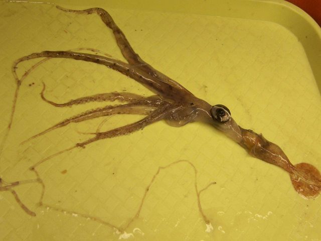 A squid with relatively huge eyes in a sorting tray. Picture
