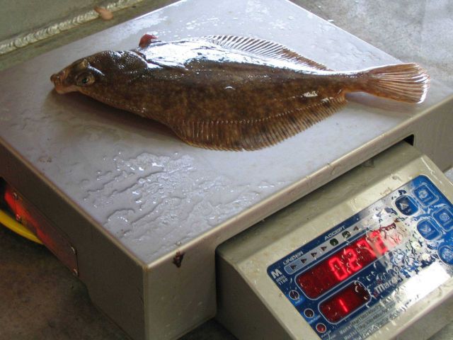 Dorsal view of rock sole Picture