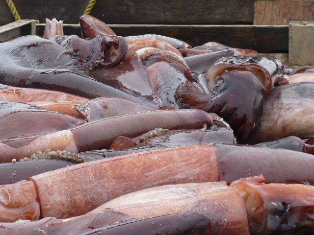 Humboldt squid Picture