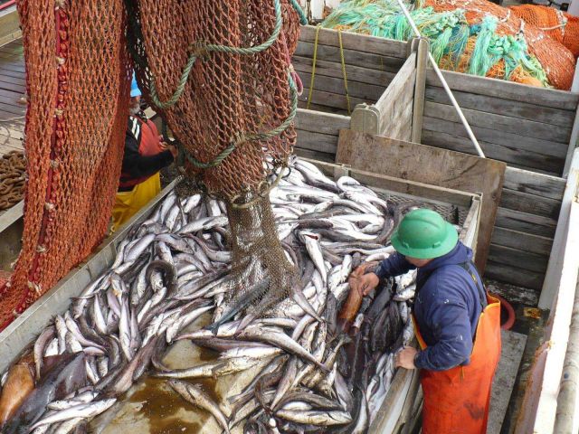 Hake Picture