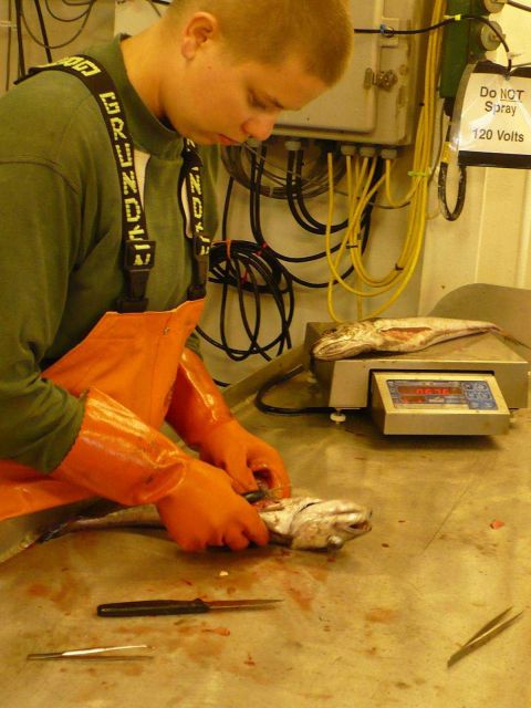 Dissection of hake. Picture