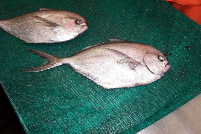 Pomfret Picture