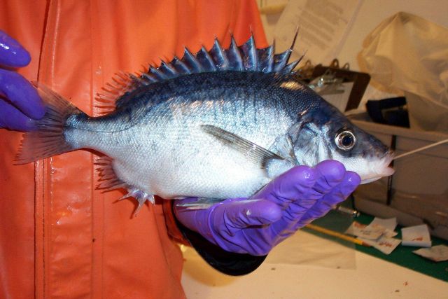 Fish Picture
