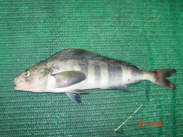 Atka mackerel Picture