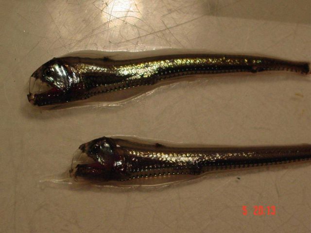 Viperfish, a predator of the mid-waters. Picture